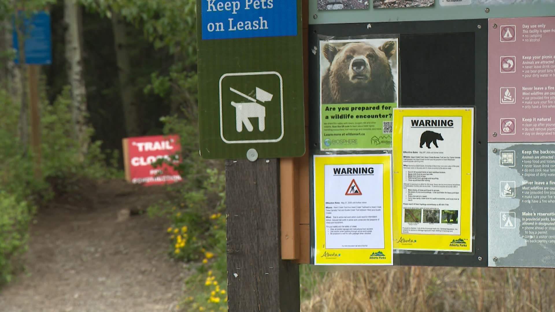 Be bear aware: Increase in sightings, encounters prompts warning to Alberta backcountry users