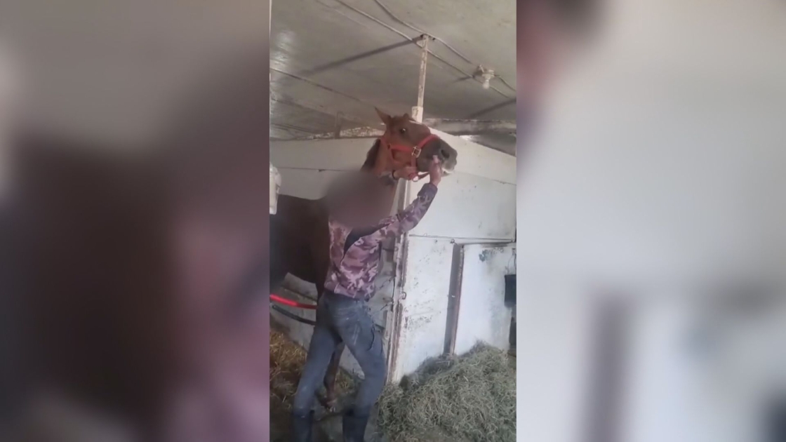 Horse Hit At Winnipeg Racetrack In ‘hard To Watch’ Video Prompts Calls For Change - Beritaja