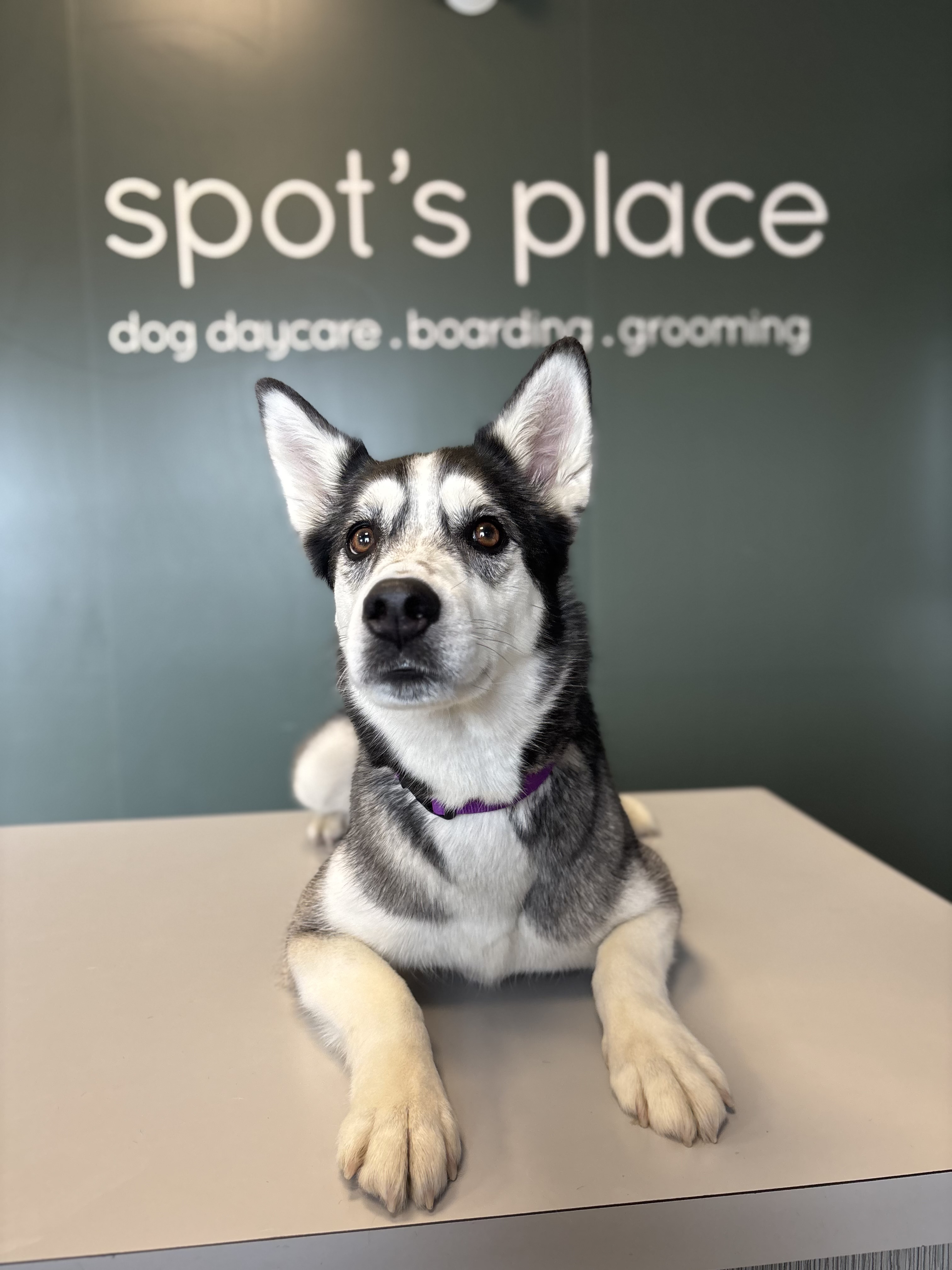 Missy The Dog Is Making Waves Around The World For Her Unexpected Trip To Daycare - Beritaja