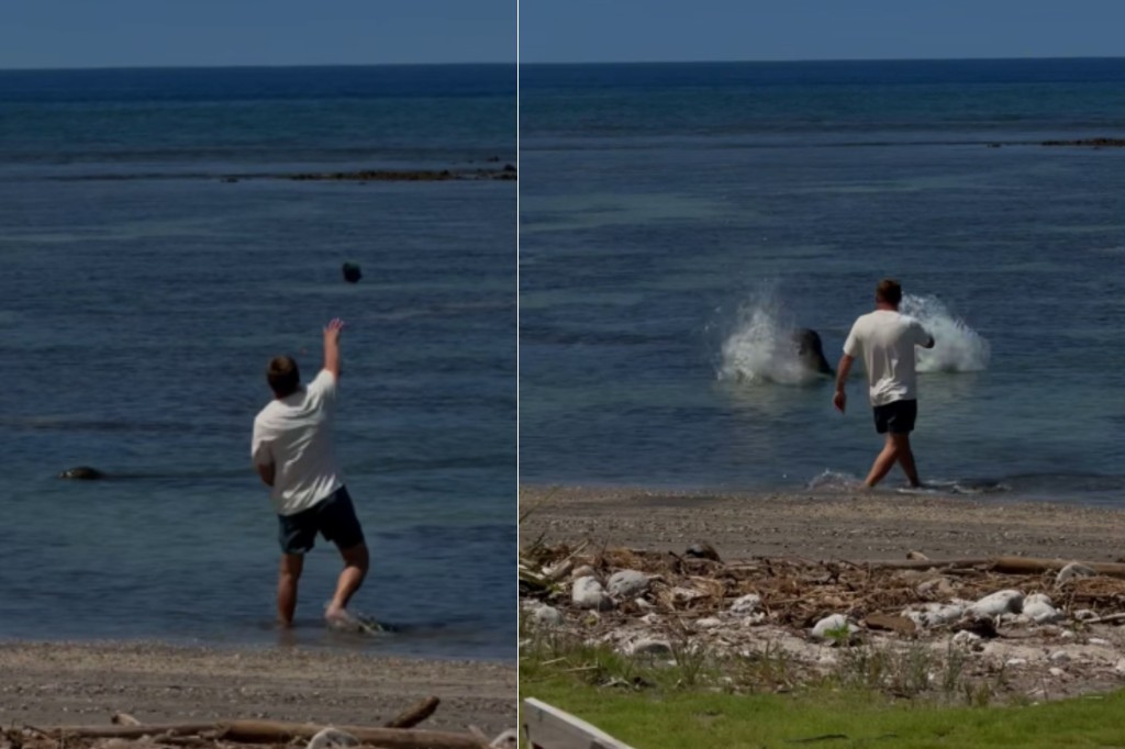 Tourist Arrested, Accused Of Throwing Rock At Endangered Hawaiian Monk Seal - Beritaja