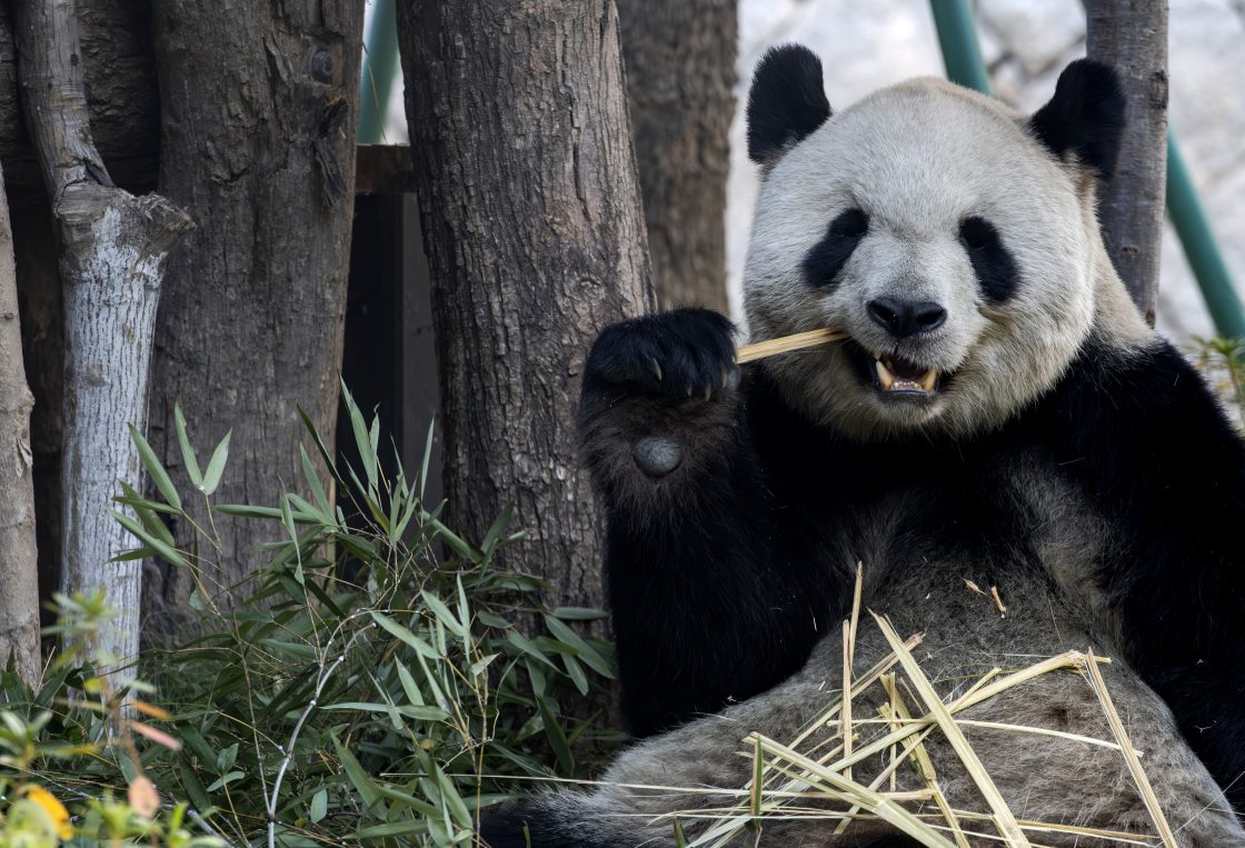 Pair Of Giant Pandas From China Set To Shack Up At Atlanta Zoo - Beritaja