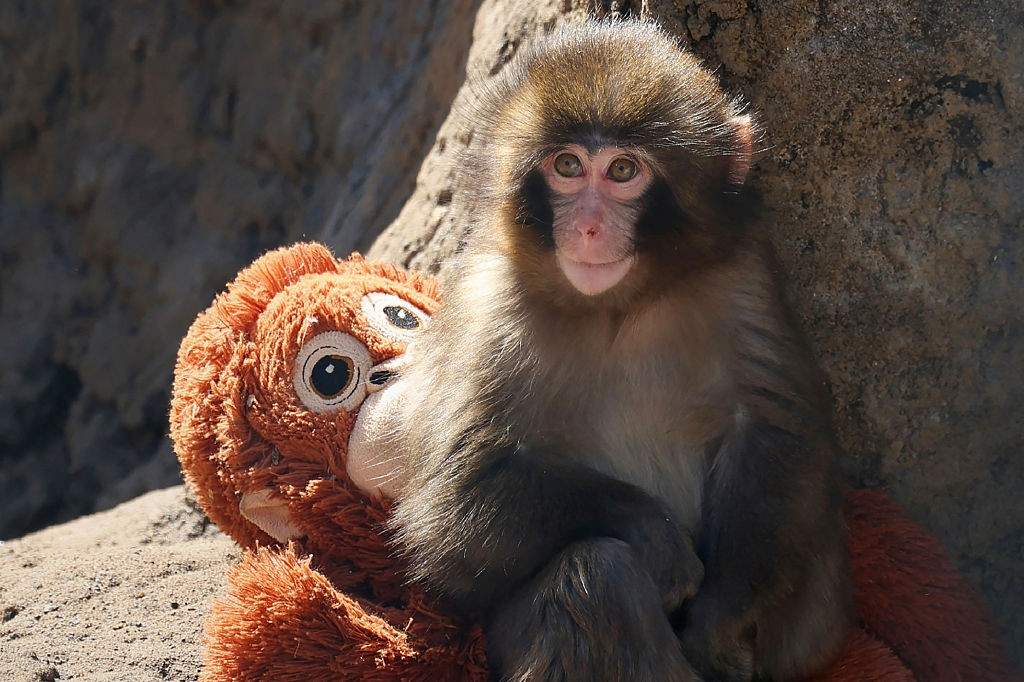 Why Blaming Clueless Tourists for Zoo Break-ins Misses the Real Danger