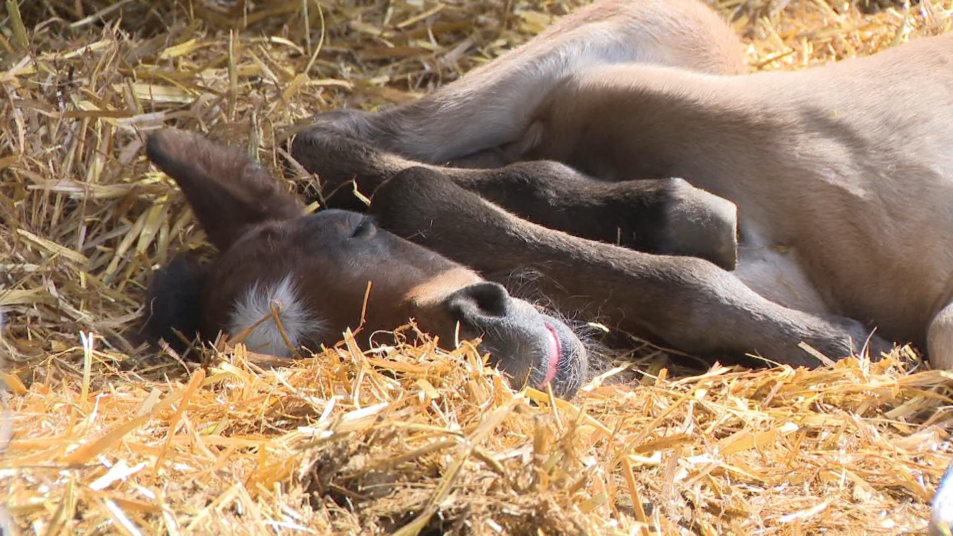 Inside the Ojibwe Spirit Horse Crisis Nobody is Talking About