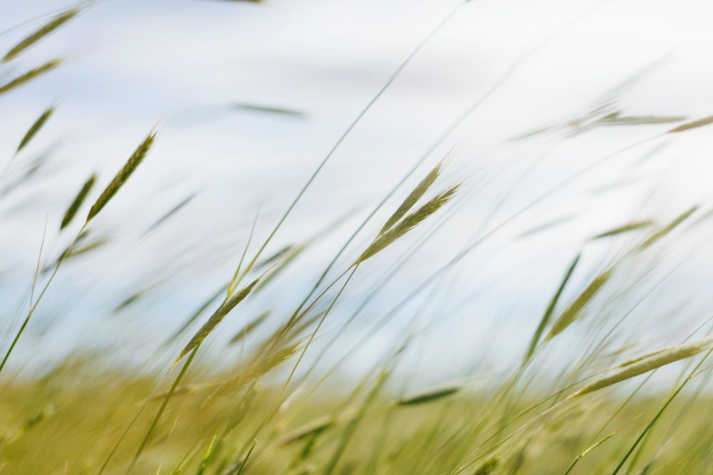 Winds Up To 110 Km/h Forecast For Regina, Saskatoon: Environment Canada - Beritaja