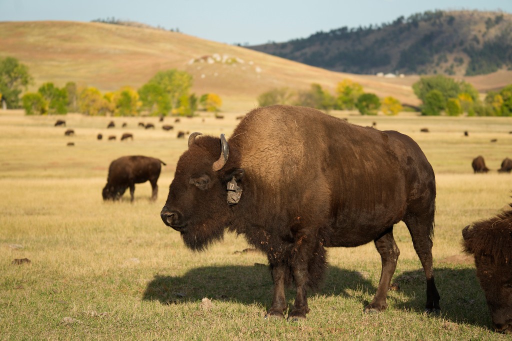 70-year-old Woman Dead After Being Struck By Bison In South Dakota - Beritaja