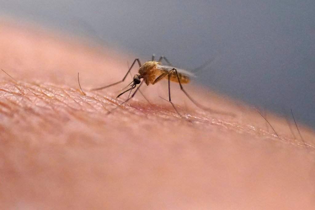 FILE - A mosquito feeds on a technician at the Salt Lake City Mosquito Abatement District on July 26, 2023, in Salt Lake City. (AP Photo/Rick Bowmer, File).