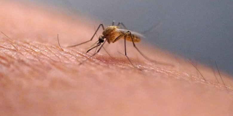 Scratching that bug bite might feel good at first but science explains why it’s a bad idea