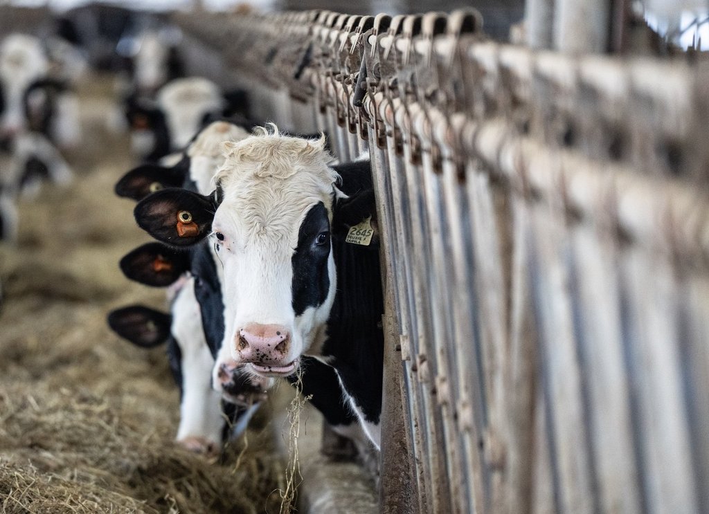 Може ли Канада да поддържа управлението на доставките на млечни продукти, като същевременно дава на САЩ повече достъп?