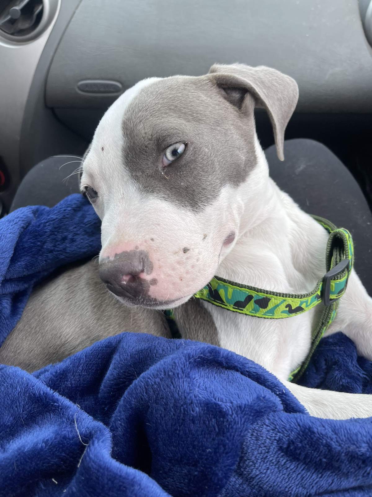Lucky Bring brought to the vet