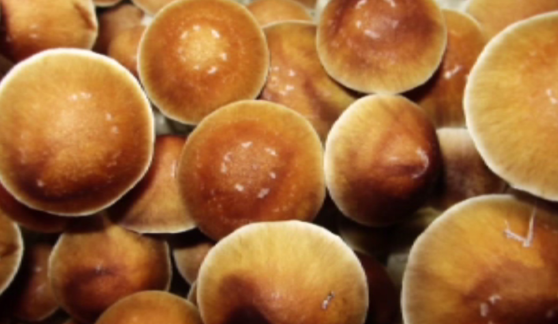 Psilocybin Legislation Won't Cure the Mental Health Crisis and Activists Are Ignoring Why