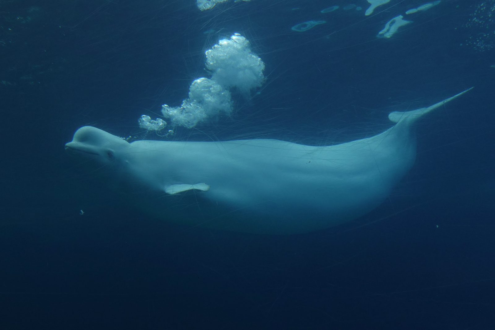 Ottawa Endorses Plan To Send Marineland’s Belugas To U.s., Spain - Beritaja