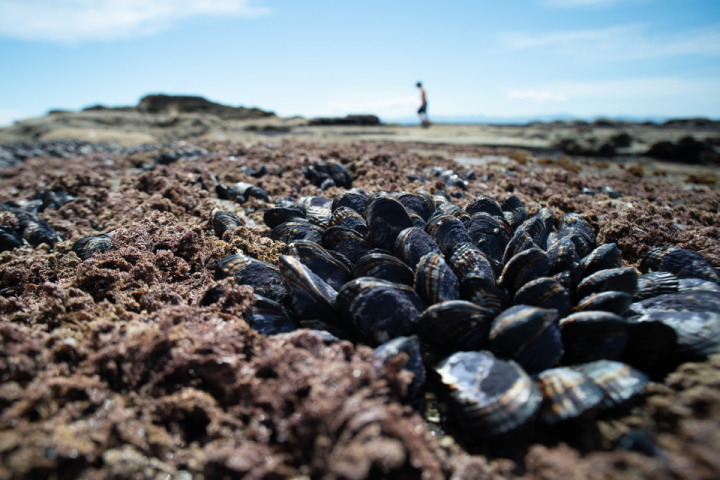 B.C. warns of contaminated shellfish risk