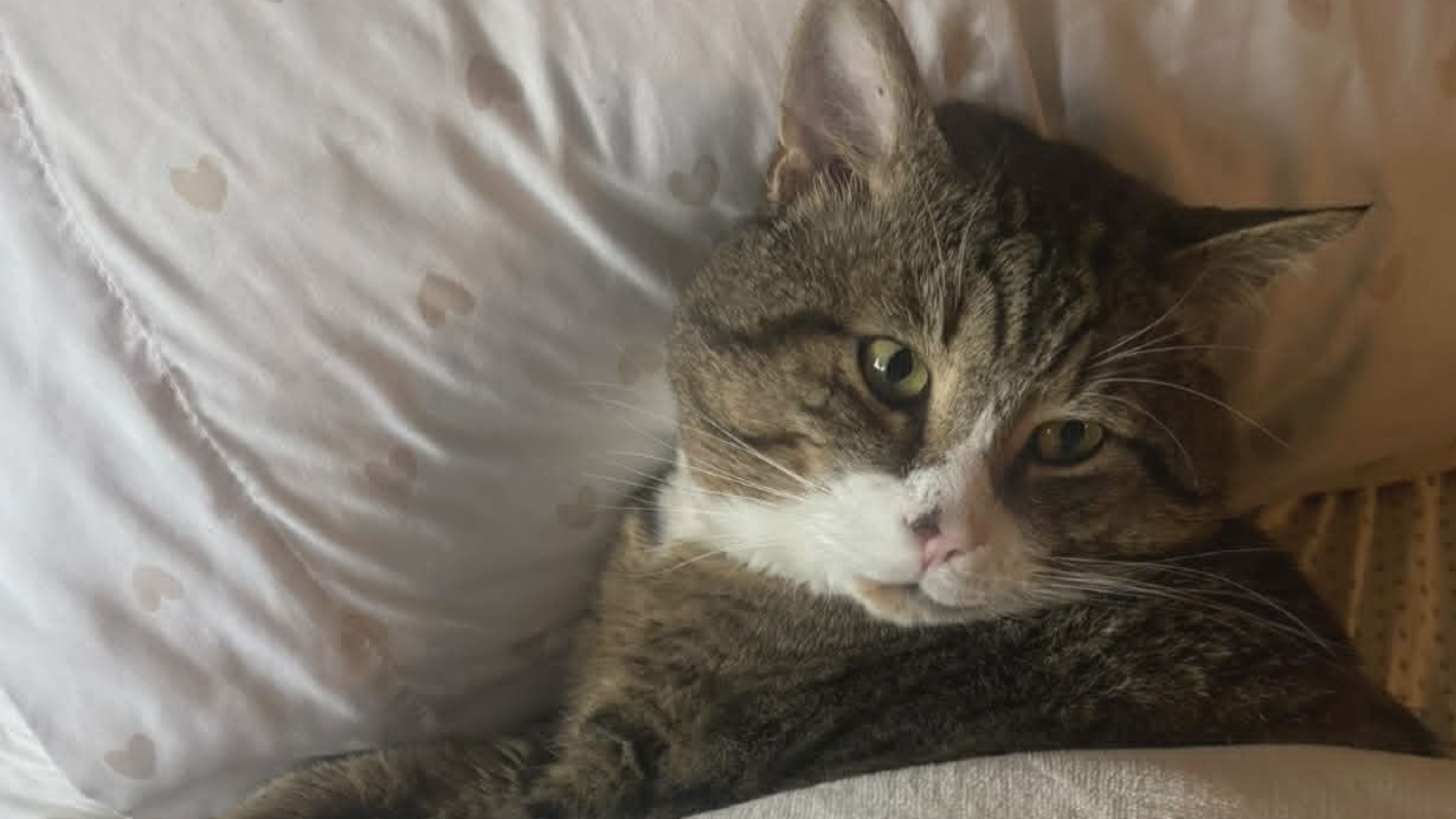 Your Microchipped Cat Isnt Yours Anymore when Emotion Blinds Animal Welfare Laws