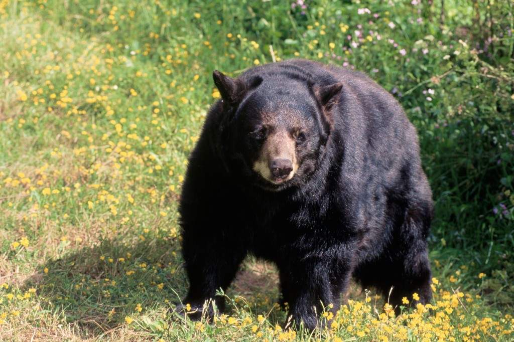 California couple fight off bear attack with hatchet, water bottle