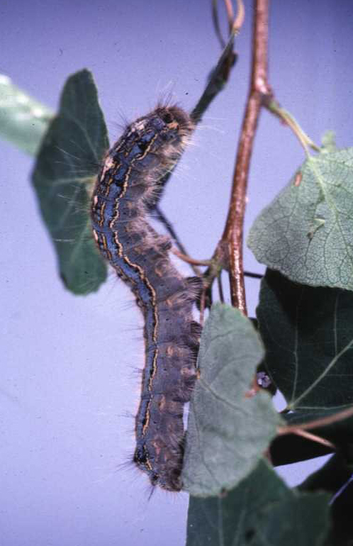 ‘Just be amazed:’ Alberta is seeing a cyclical outbreak of caterpillars