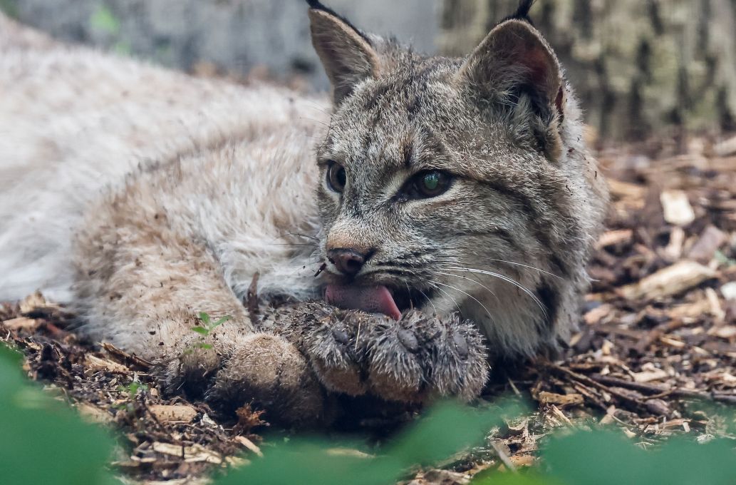 Injured Lynx Meets Premier Wab Kinew At Winnipeg Zoo - Beritaja