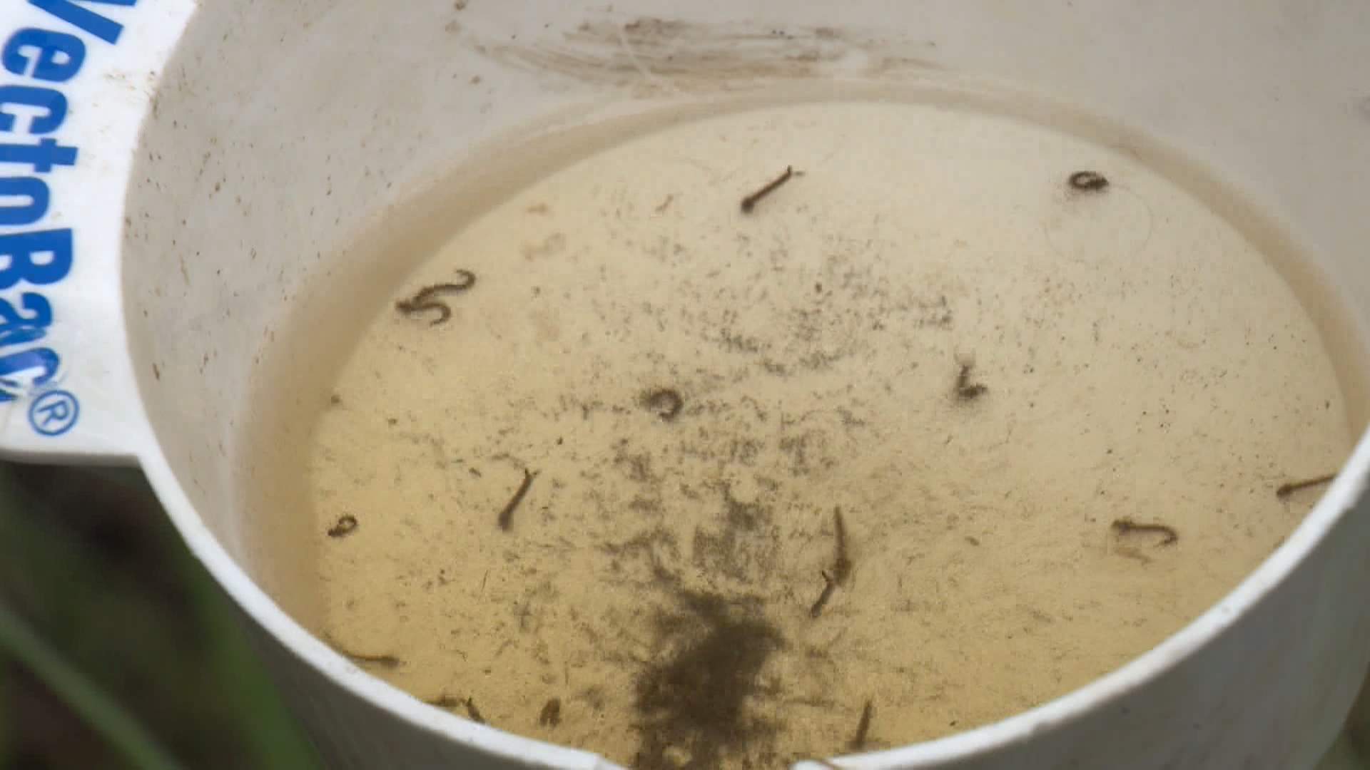 Why The Calgary Mosquito Season Will Catch You Off Guard This July