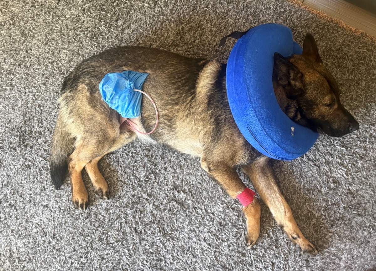 This photo, provided by the RCMP, shows PDS Pascal recovering at the home of his handler.