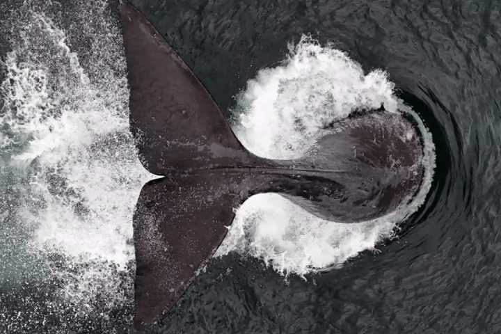 Hope for a rare whale species after being spotted off Vancouver Island