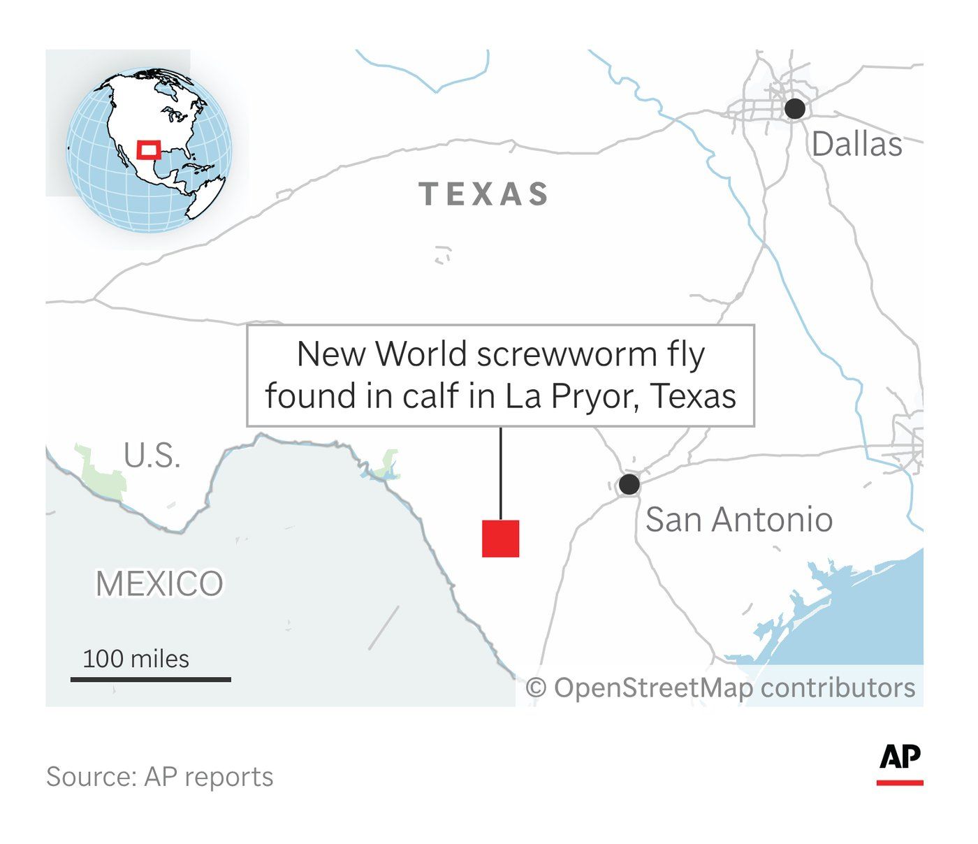 As screwworm spreads in U.S., what to know about the flesh-eating parasite - image