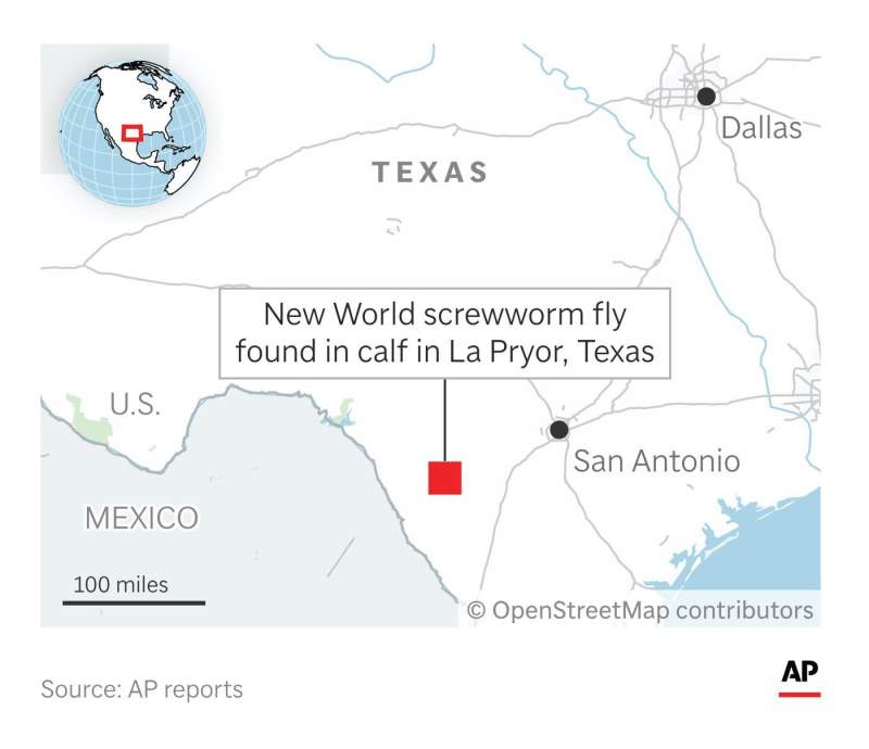 As screwworm spreads in U.S., what to know about t