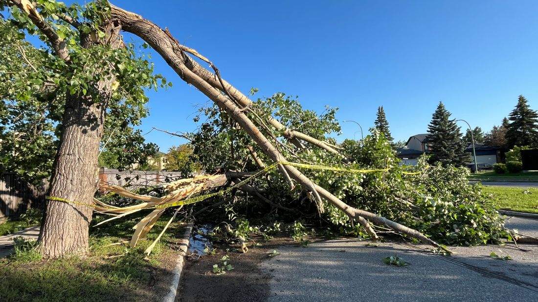 A low-pressure system resulted in the storm that hit south and western Manitoba and knocked over trees.