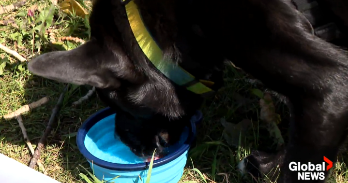 Preparing Pets For Emergency Wildfire Evacuations - Beritaja