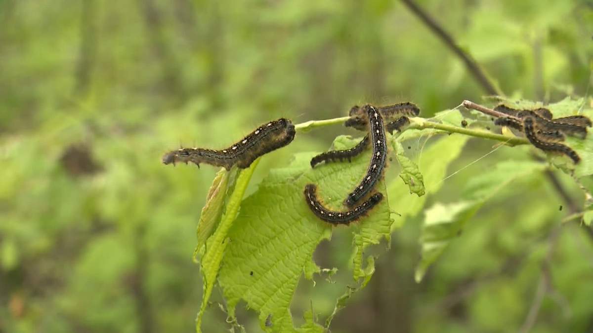 Alberta Parks says the caterpillars are in the midst of a population boom that occurs every 10 to 12 years.