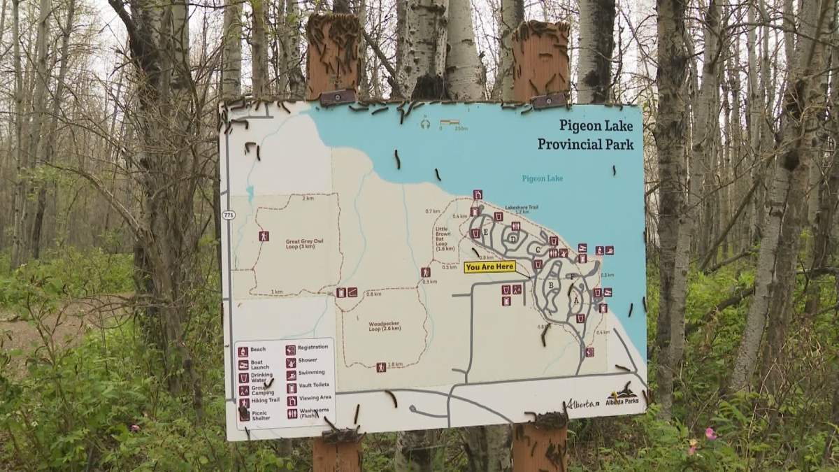 Alberta Parks says, while they may be unpleasant to some people, they're mainly just a nuisance.