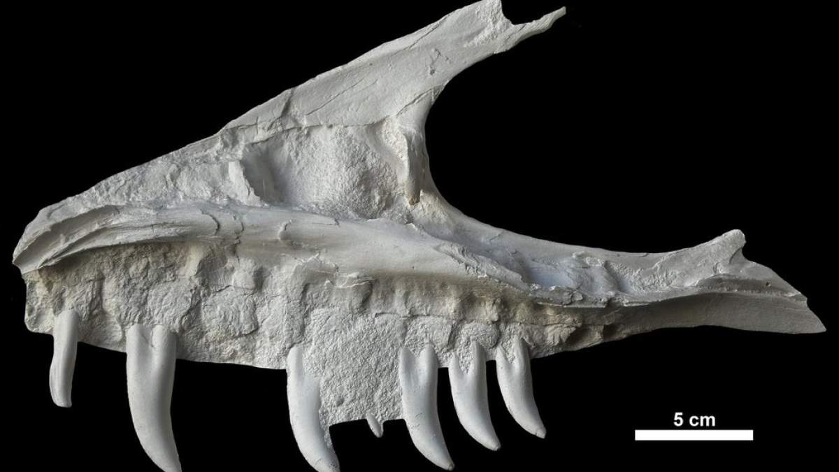 Remains of dinosaur skull found in B.C. campground belonged to T. rex ‘great-uncle’