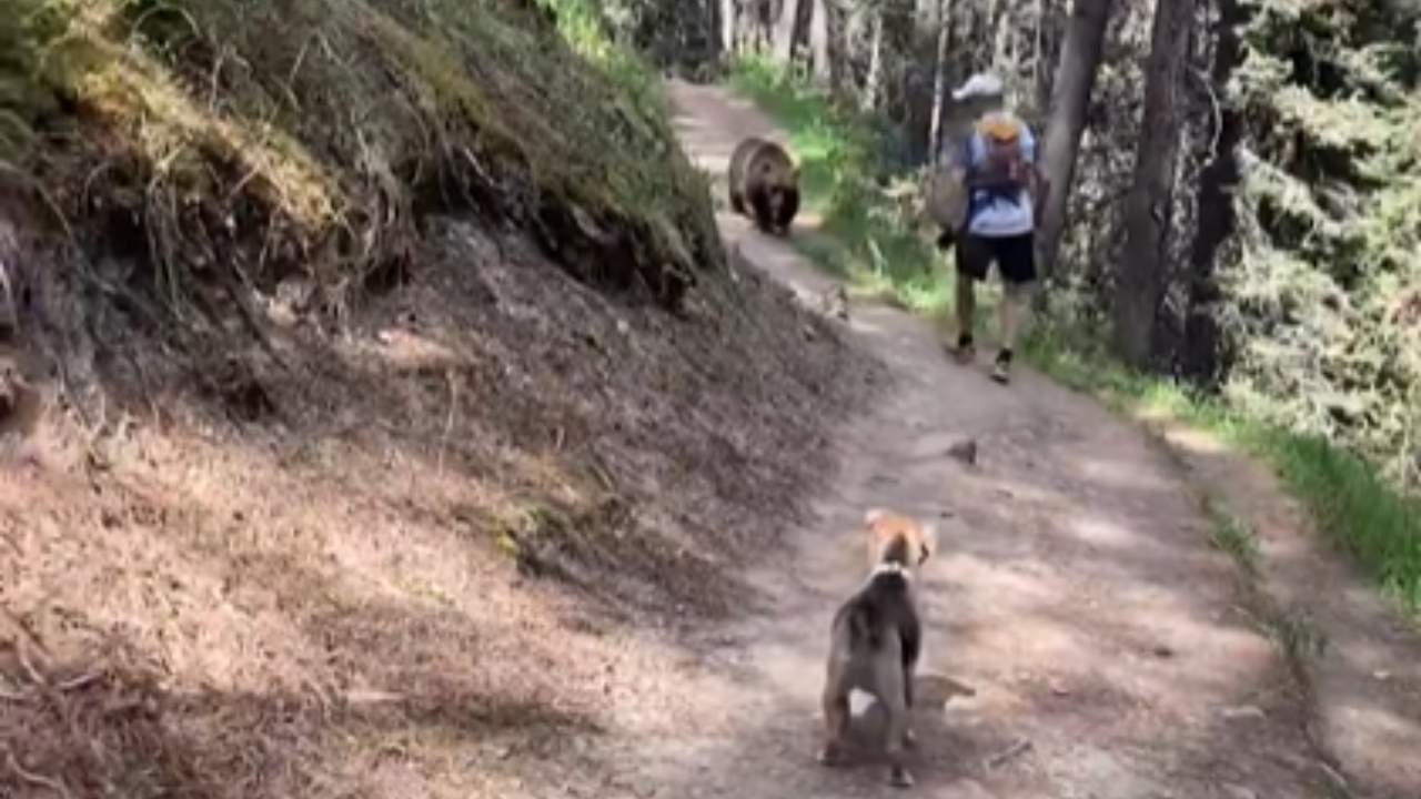 Hikers charged after off-leash dog encounters grizzly bear in Banff