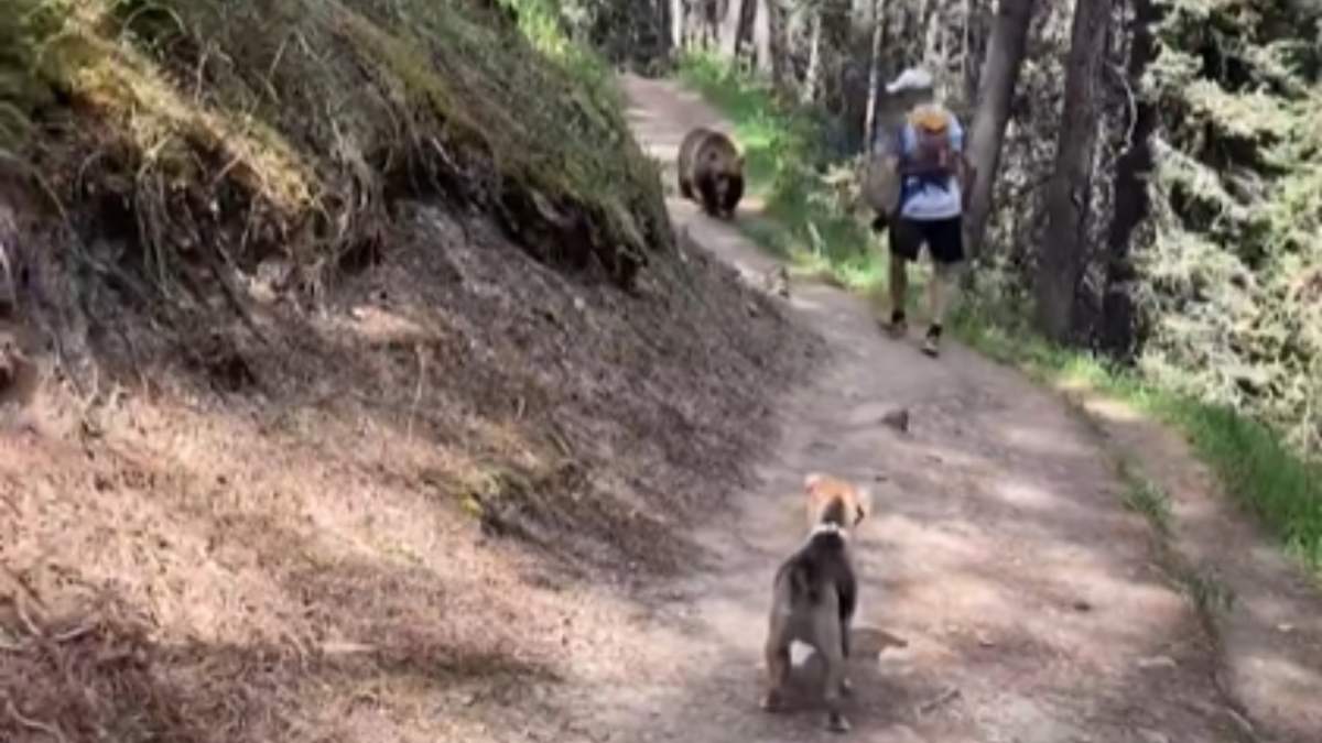 Charges laid against 2 hikers with off-leash dog followed by grizzly in Banff