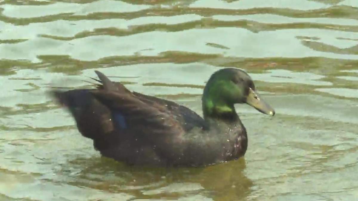 A Cayuga duck named Buddy, who has been living in Lake Summerside in south Edmonton for three months, on July 24, 2026.