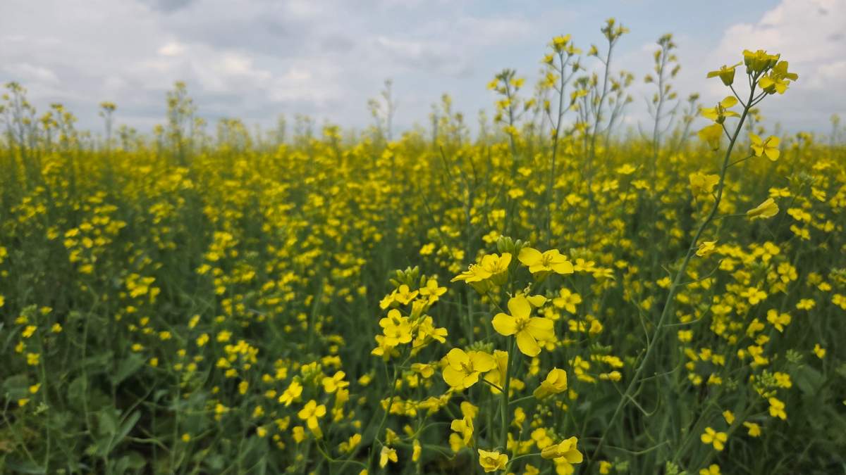 Promising crop gives Saskatchewan farmer reason to be optimistic