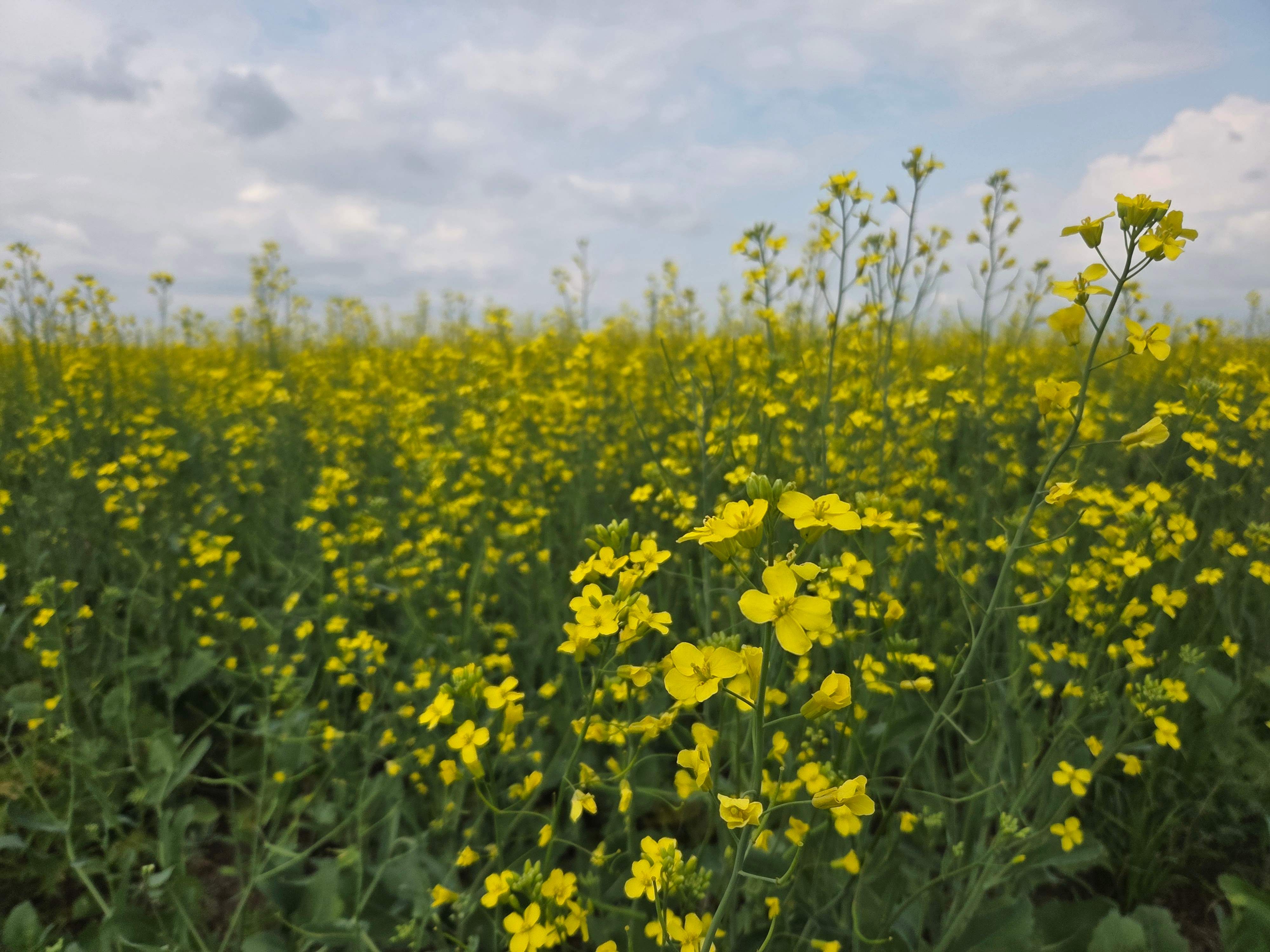 Promising crop gives Saskatchewan farmer reason to be optimistic