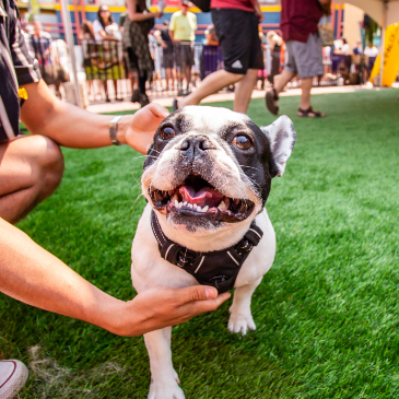 Day of the Dog 2026 - image