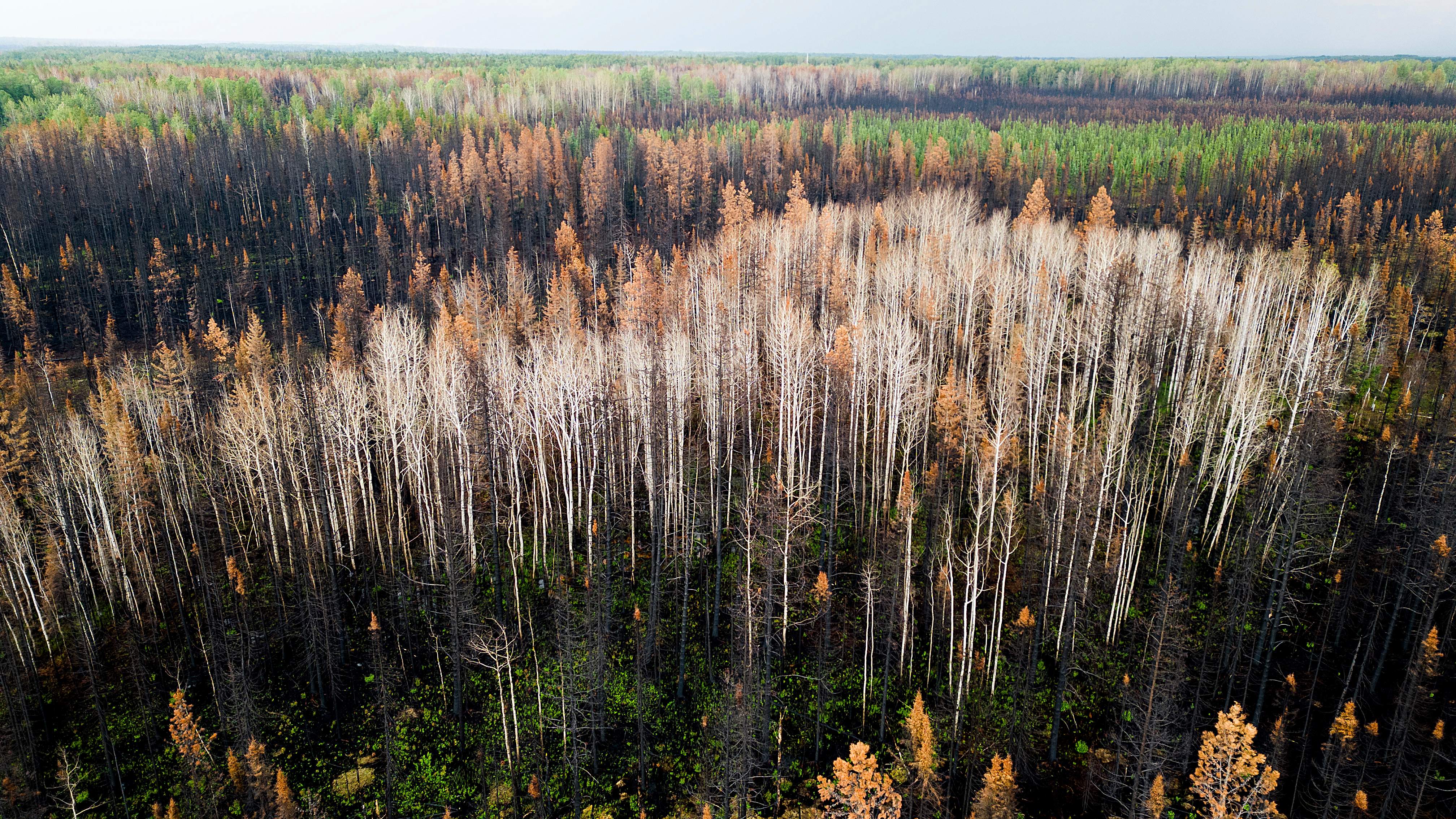 Sawmill closures ‘gut-wrenching’ amid lumber industry headwinds: Canfor CEO