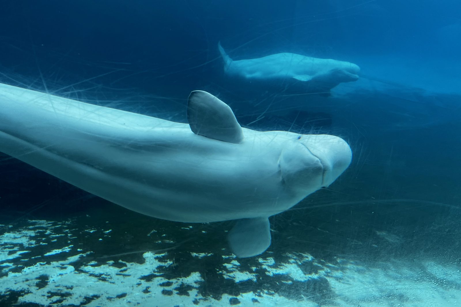 САЩ одобряват план за „спешно спасяване“ за внос на китове и делфини от Marineland