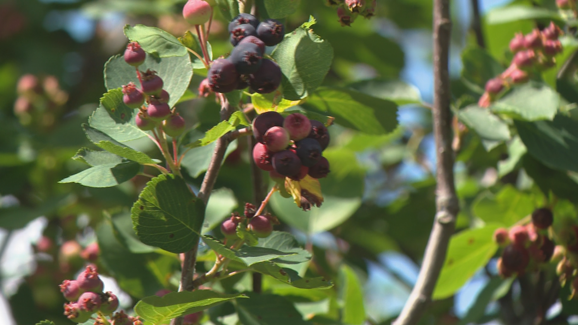 Wet June delays Saskatoon berry season in Saskatchewan, boosts haskaps
