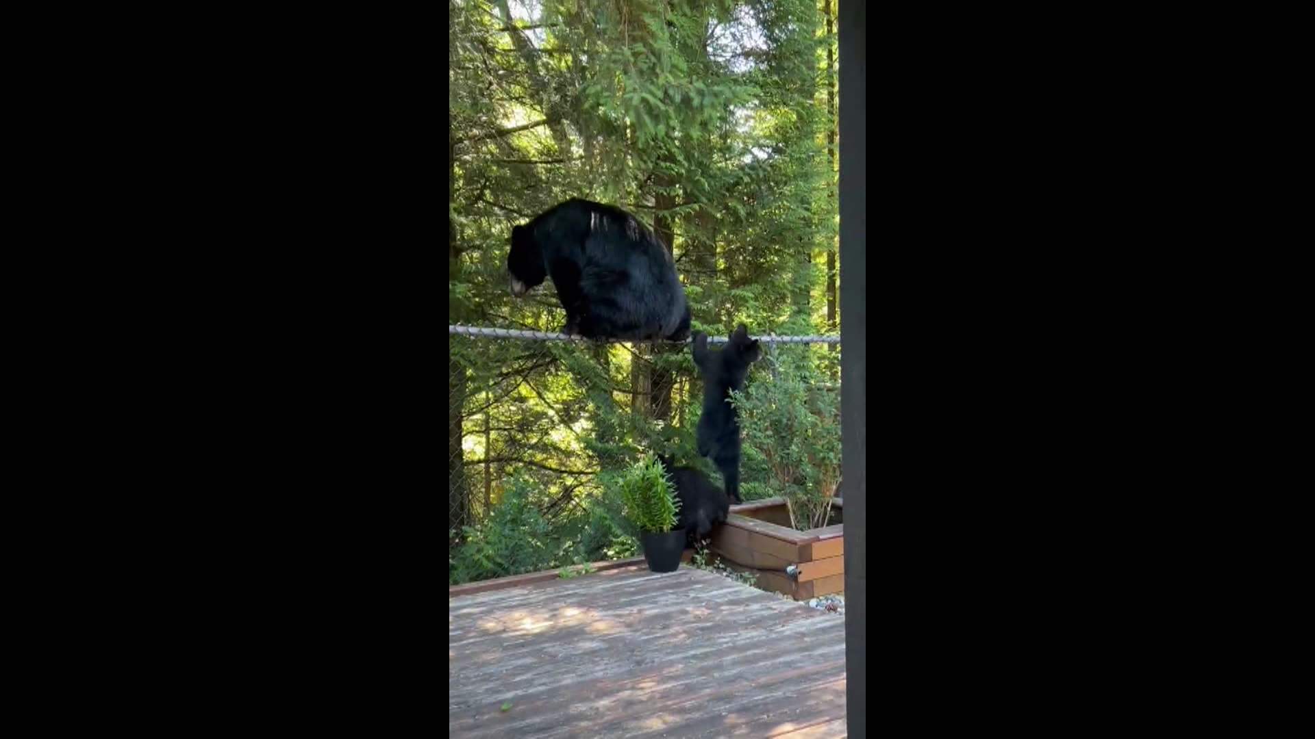 Anger after ‘Betty’ the bear shot and killed by Coquitlam RCMP