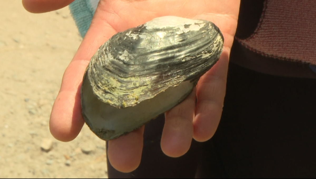 Mussel species are just one of many being studied to determine which habitats are thriving and which will need to be improved before some species can return.
