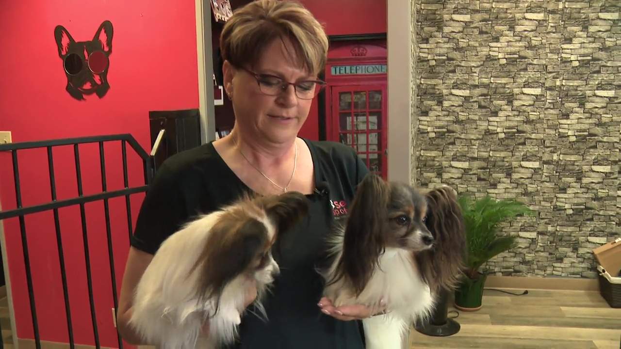 Possible WestJet strike leaves dog competitor out thousands in rebooking fees
