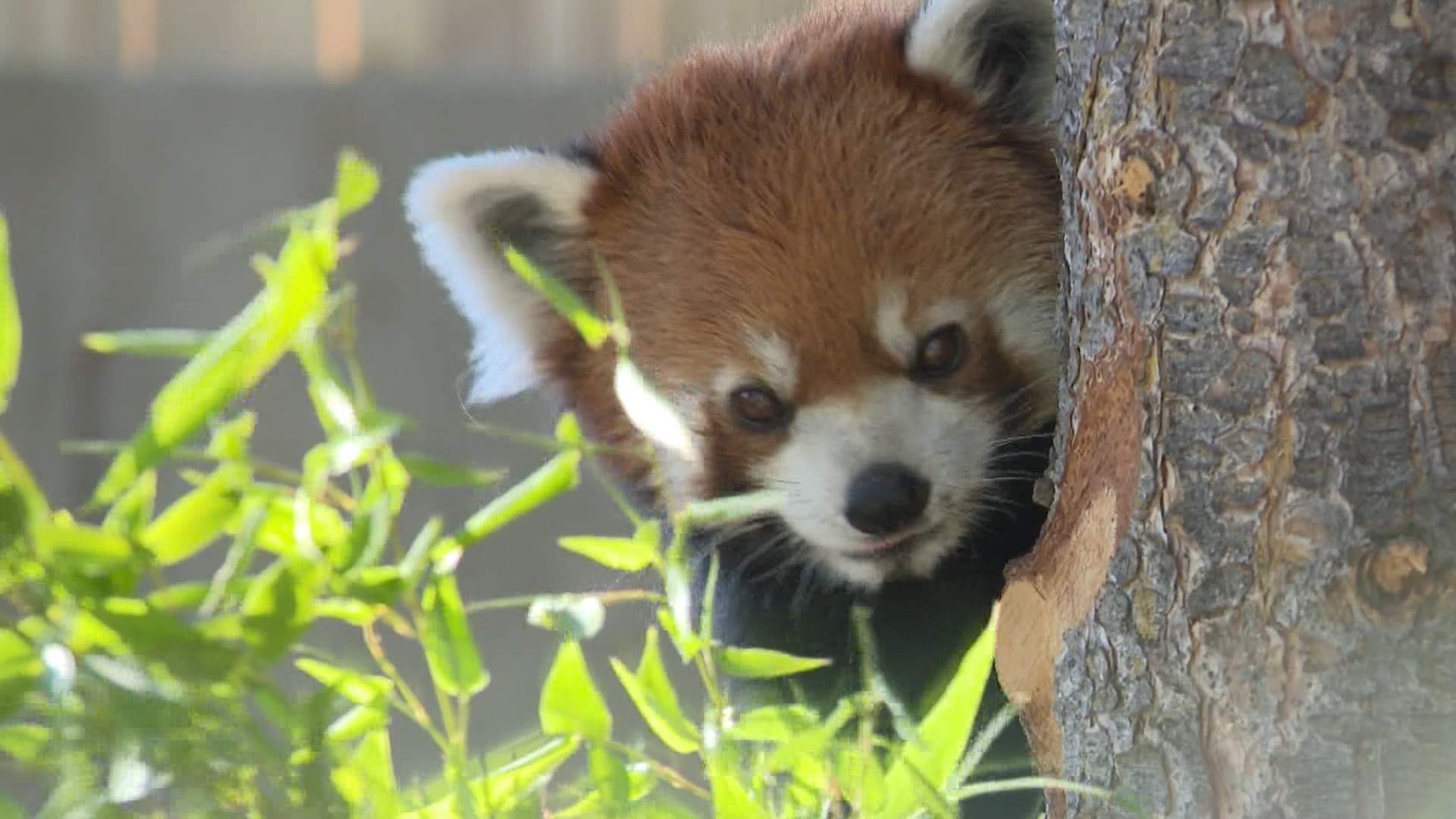 New Asia Highlands exhibit, with some new species, opens at the Calgary Zoo