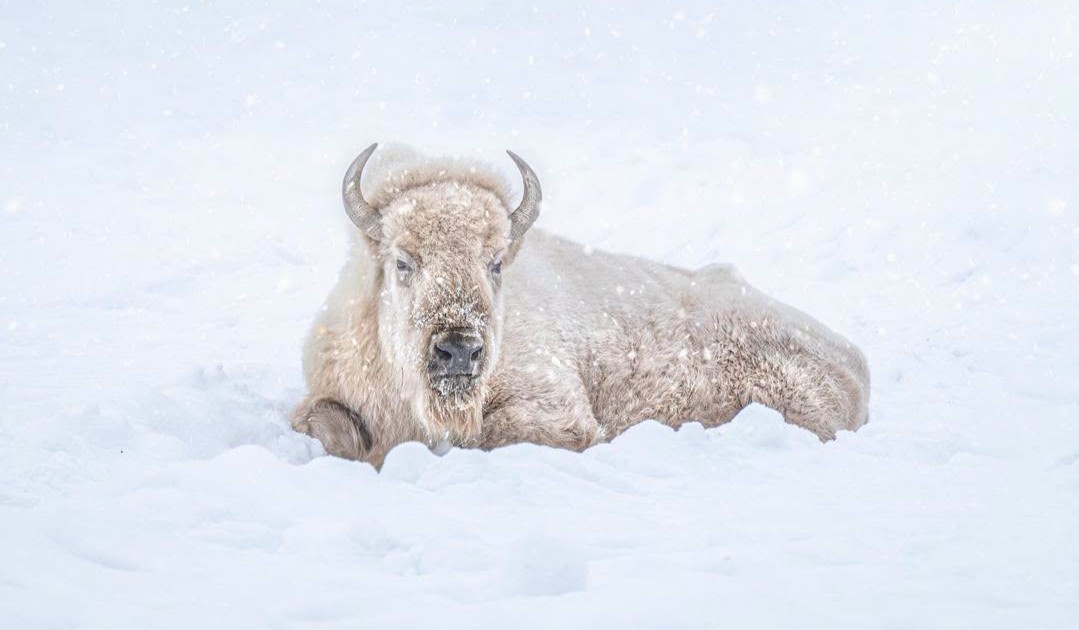 Почина „любимият“ бял бизон Blizzard в зоологическата градина Assiniboine Park