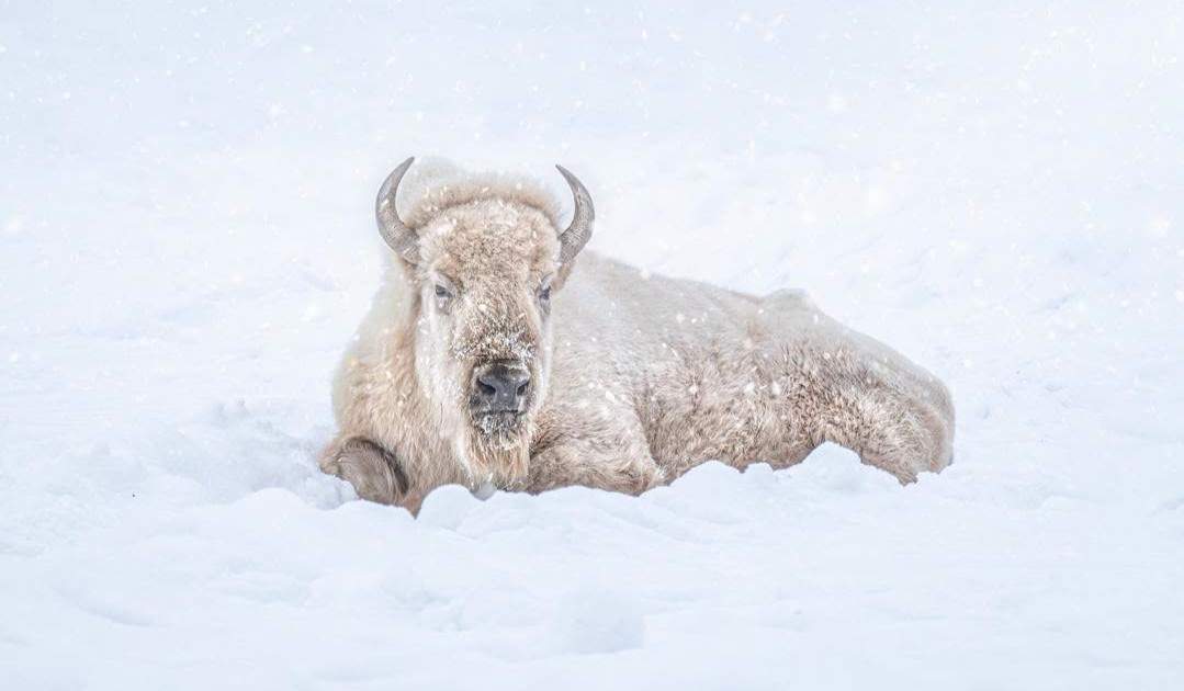 The Assiniboine Park Zoo’s ‘cherished’ white bison, Blizzard, has died