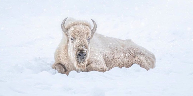 The Assiniboine Park Zoo's 'cherished' white bison, Blizzard, has died