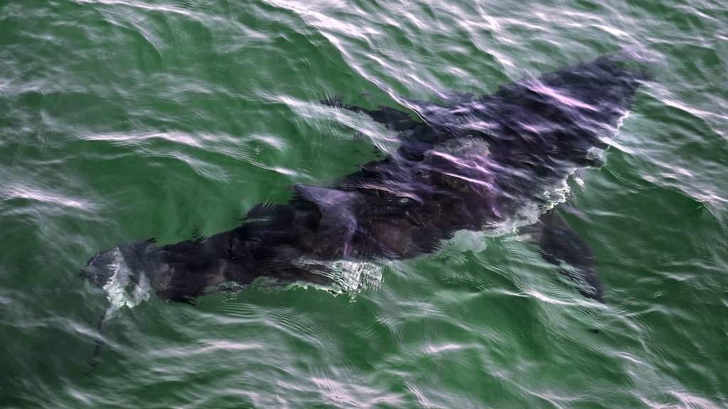 Large great white shark found dead on Nova Scotia beach; cause remains unclear