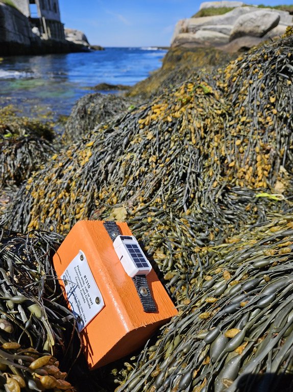 Federal researchers using driftwood to study and track seabird deaths off N.S. coast