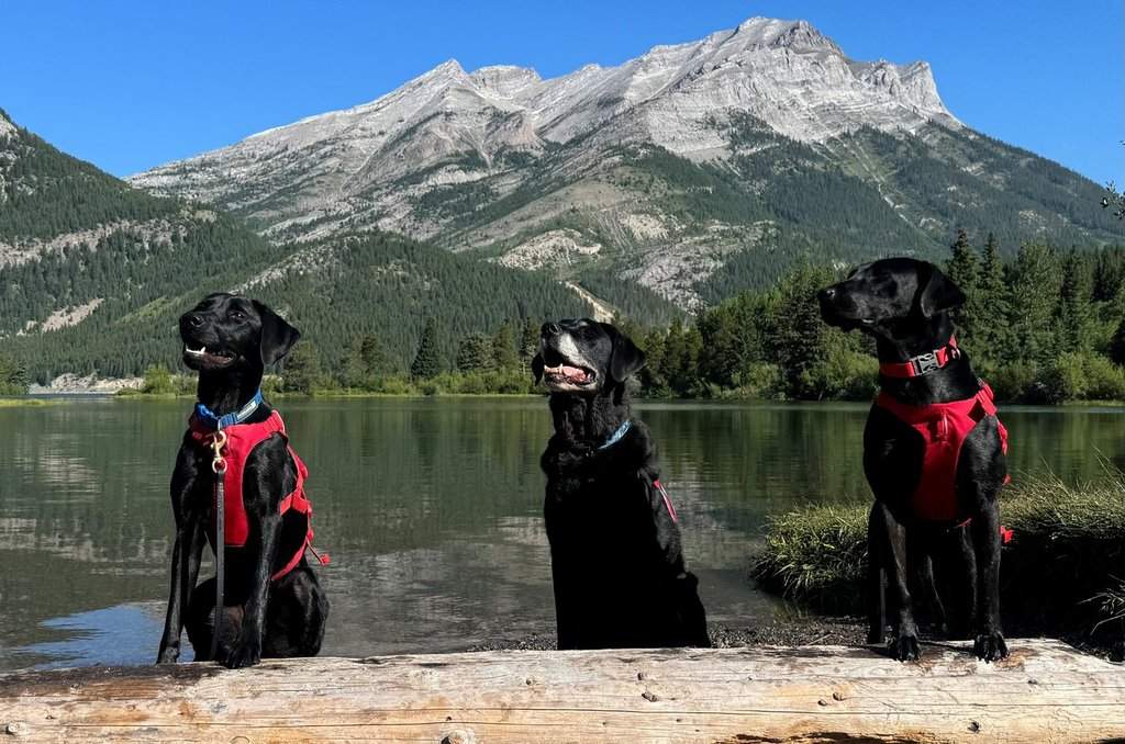 Alberta deploys canine units to combat invasive mussels in waterways