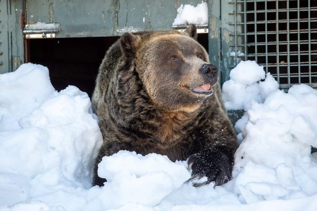 Grinder, beloved grizzly bear at Grouse Mountain, dies